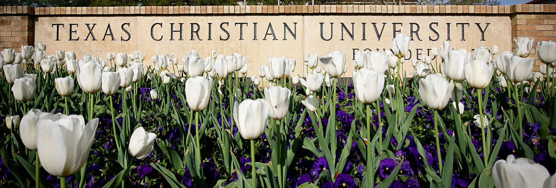 Section Image: Purple and White Flowers in front of the Texas Christian University Sign 